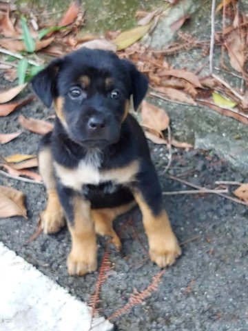 Abandoned Puppies At Seri Kembangan - Mixed Breed Dog