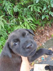 Abandoned Puppies At Seri Kembangan - Mixed Breed Dog