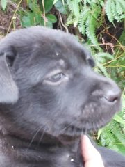 Abandoned Puppies At Seri Kembangan - Mixed Breed Dog