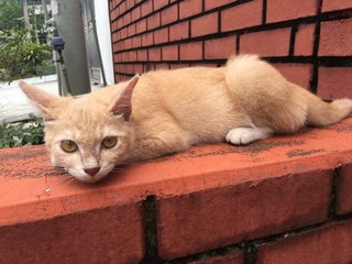 Cadbury - Domestic Short Hair Cat