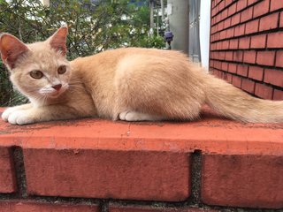 Cadbury - Domestic Short Hair Cat