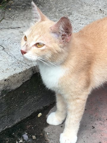 Cadbury - Domestic Short Hair Cat