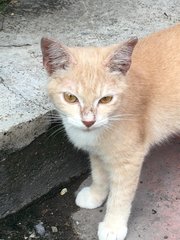 Cadbury - Domestic Short Hair Cat