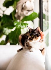 Cali The Beautiful Darling - Domestic Short Hair Cat