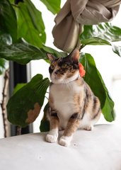 Cali The Beautiful Darling - Domestic Short Hair Cat