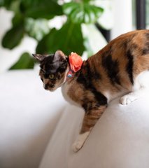 Cali The Beautiful Darling - Domestic Short Hair Cat