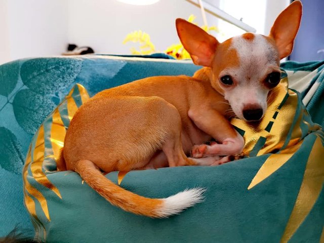 Justin - Chihuahua Dog