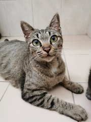 Mummy All - Tabby + Domestic Short Hair Cat