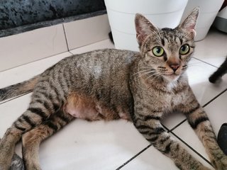 Mummy All - Tabby + Domestic Short Hair Cat