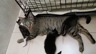 Mummy All - Tabby + Domestic Short Hair Cat