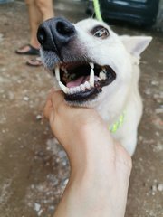 White Doggie - Mixed Breed Dog