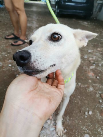 White Doggie - Mixed Breed Dog