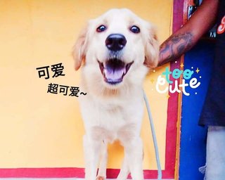 🏀 Ball Ball 球球 🏀 - Mixed Breed Dog