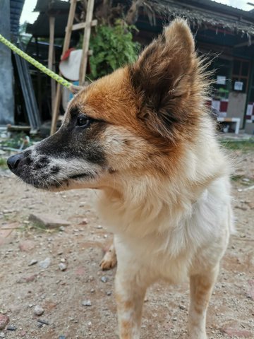 White Brown Pooch - Mixed Breed Dog