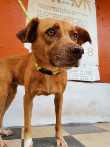 Brown Doggie - Mixed Breed Dog