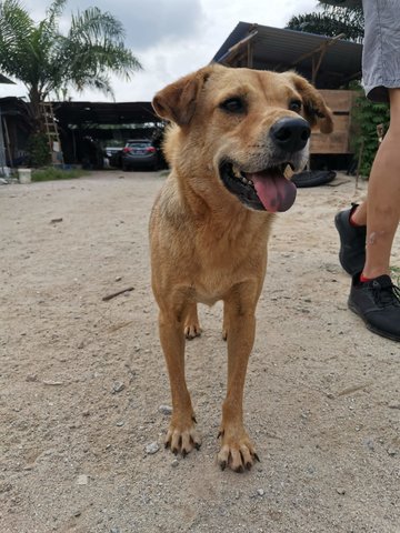 Nene - Mixed Breed Dog