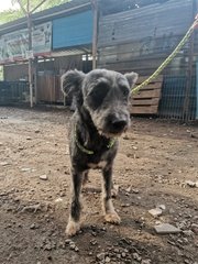 Gray Doggie - Mixed Breed Dog