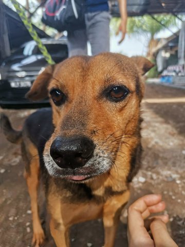 Black Brown Pooch - Mixed Breed Dog