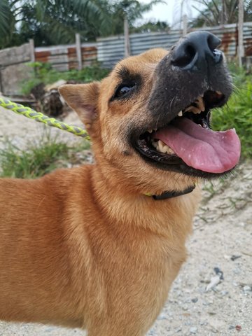 Panda - Mixed Breed Dog