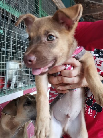 Cute Boy Pup - Mixed Breed Dog