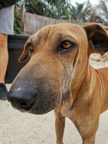 Shar Pei - Shar Pei Mix Dog