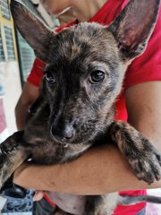 Puppy Sisters - Mixed Breed Dog