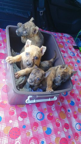 Puppy Sisters - Mixed Breed Dog