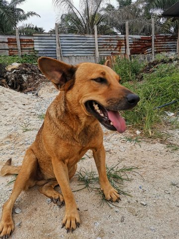 Wangwang - Mixed Breed Dog