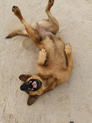 Wangwang - Mixed Breed Dog