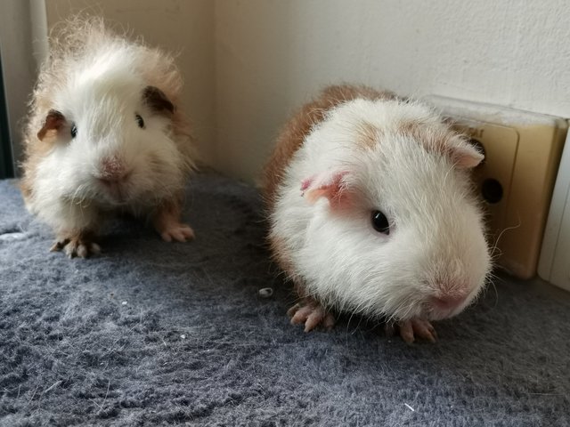 Chonky And  Lennon - Guinea Pig Small & Furry