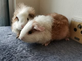 Chonky And  Lennon - Guinea Pig Small & Furry