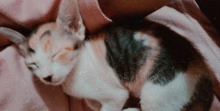 Kaykay - Domestic Short Hair + Calico Cat