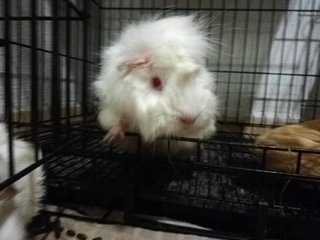 Piggies - Guinea Pig Small & Furry