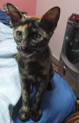 Comot - Tortoiseshell Cat