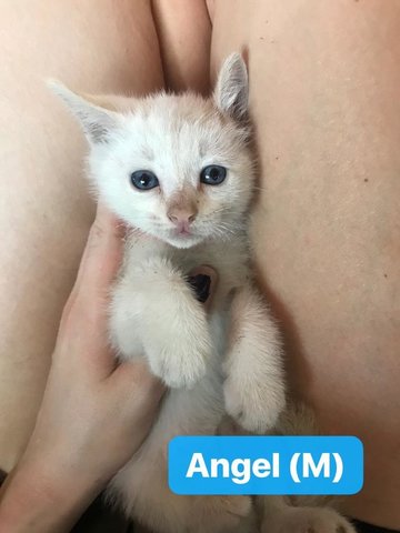 Angel - Domestic Medium Hair Cat