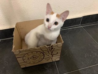 Hi, i am Erica. I love the box but however mum says i need a pretty home with mum and new friends to