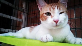 Sinchan - Domestic Medium Hair Cat