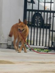 Johnny (Akita Mix) Hazel Gold Eyes - Akita Mix Dog