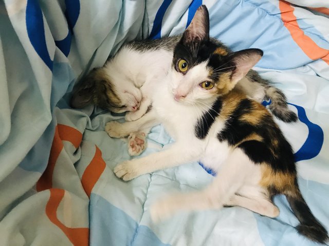 Koki And Roti  - Calico Cat