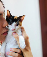 Koki And Roti  - Calico Cat