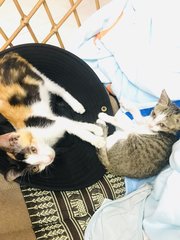 Koki And Roti  - Calico Cat