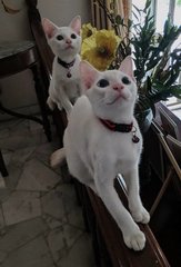 Abang &amp; Adik - Domestic Short Hair Cat