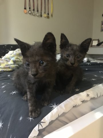 Brownie And Chocolate  - Domestic Short Hair Cat