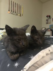 Brownie And Chocolate  - Domestic Short Hair Cat