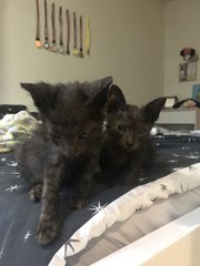 Brownie And Chocolate  - Domestic Short Hair Cat