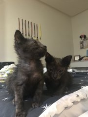 Brownie And Chocolate  - Domestic Short Hair Cat