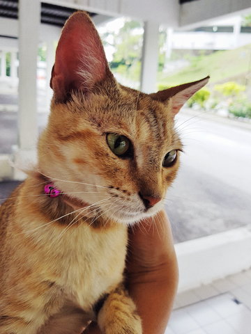 Caramel - Domestic Short Hair Cat