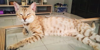 Caramel - Domestic Short Hair Cat