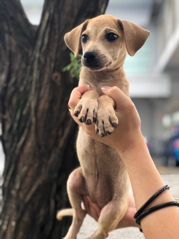 Eva - Chihuahua Mix Dog