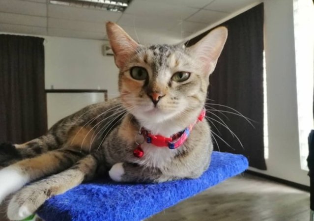 Happy - Torbie + Tortoiseshell Cat